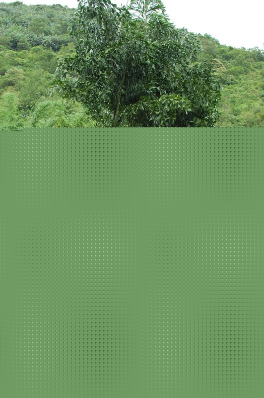 乌木（Diospyros ebenum）